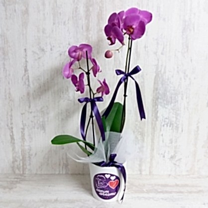 Anneler Günü Mor Orkide Anneler Günü Mor Orkide