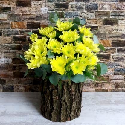 Kütükte Sarı Papatya