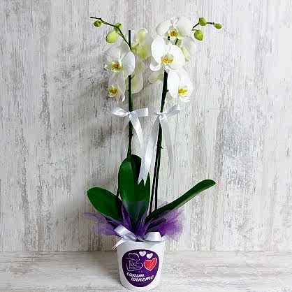Çift Dallı Beyaz Orkide Çift Dallı Beyaz Orkide