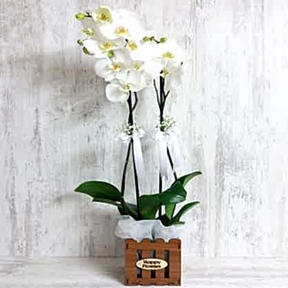 Ahşap Saksıda Orkide