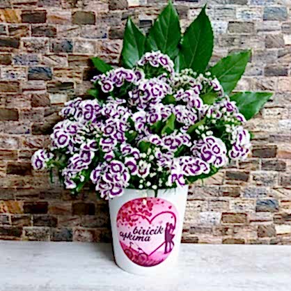 Kırçıllı Arnavut Karanfili