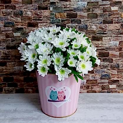 Baykuşlu Saksıda Papatyalar