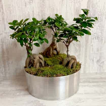 Bonsai Bahçesi