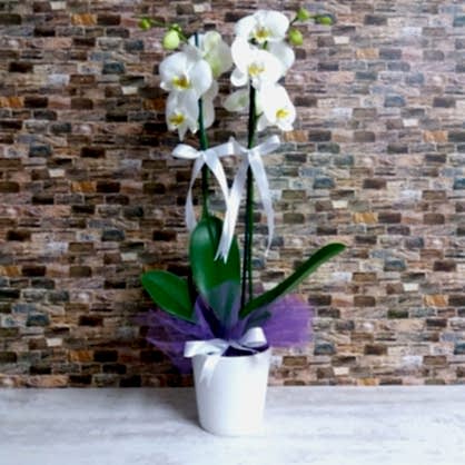 Beyaz Çift Dal Orkide
