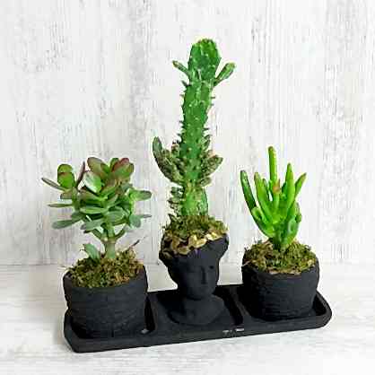 3'lü Set Sukulent