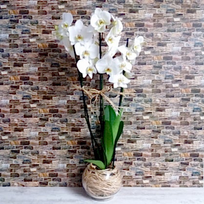 3 Dallı Orkide 3 Dallı Orkide