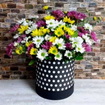 Benekli Kutuda Papatyalar Benekli Kutuda Papatyalar