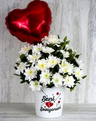 Folyo Balolu Papatya