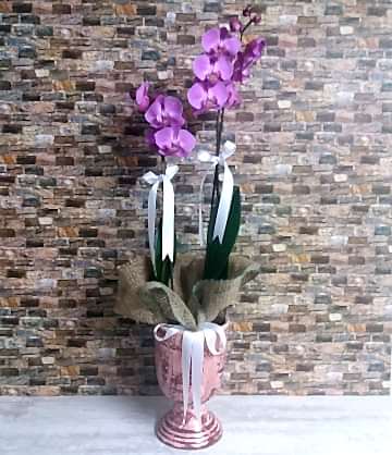 Çift Dallı Mor Orkide