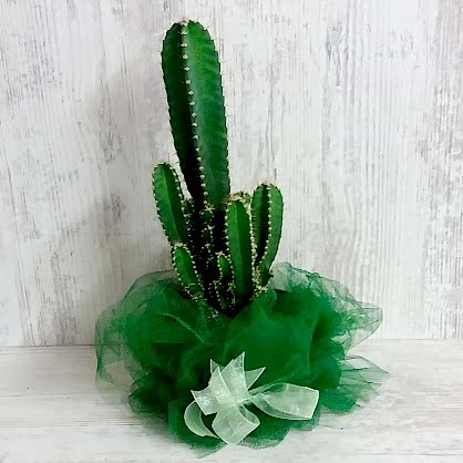 Büyük Boy Kaktüst