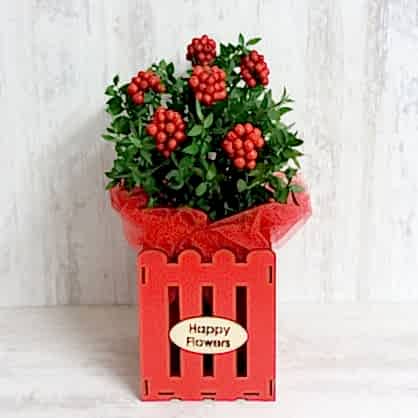 Ahşap Saksıda Kokina Ahşap Saksıda Kokina