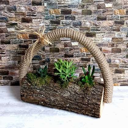 Kütükte Kaktüstler