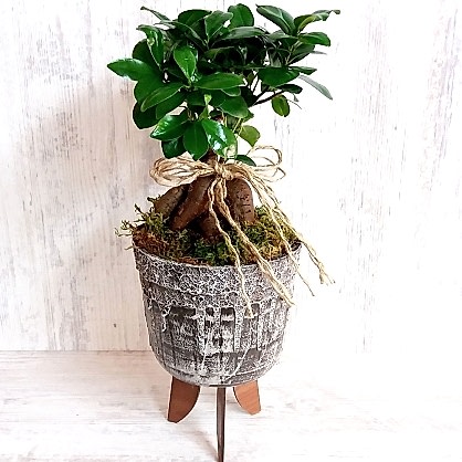 Ayaklı Seramikte Bonzai