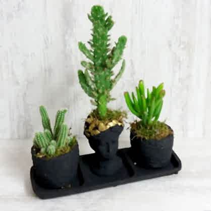 3'lü Set Sukulent 2