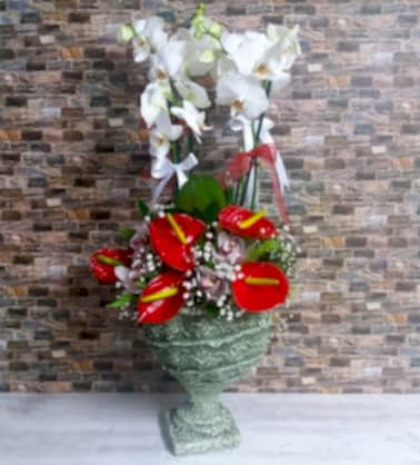 Beyaz Orkide ve Aranjman