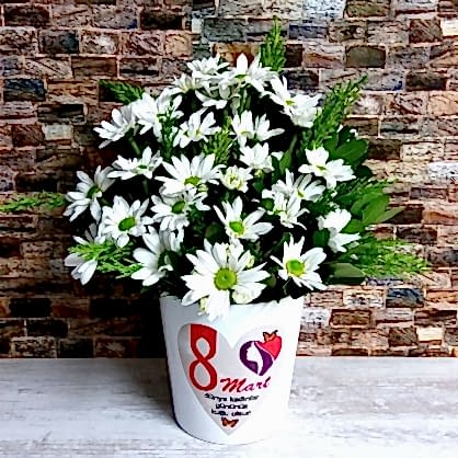 Kadınlar Günü Papatyaları