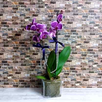 Çift Dal Mor Orkide Çift Dal Mor Orkide