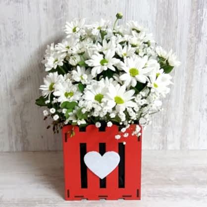 Sevgili Papatyaları