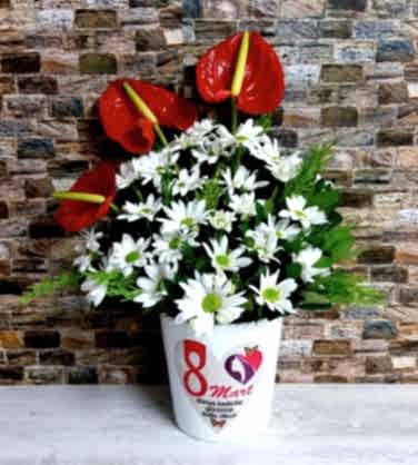 Antoryum ve Papatyalar