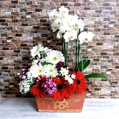 Kırmızı Metal Saksıda Orkide