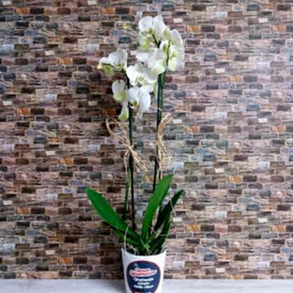 Öğretmenler Temalı Orkide Öğretmenler Temalı Orkide