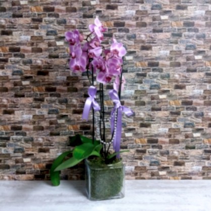 3 Dal Fuşya Orkide 3 Dal Fuşya Orkide