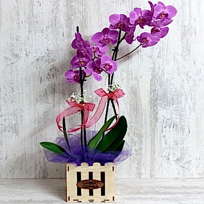 Ahşap Saksıda Mor Orkide