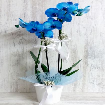 Çift Dal Mavi Orkide