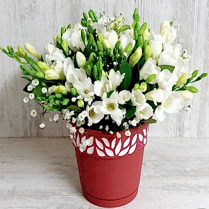 Kokulu Frezya Aranjman Kokulu Frezya Aranjman