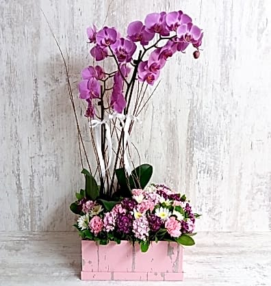 Kutuda Mor Orkideler