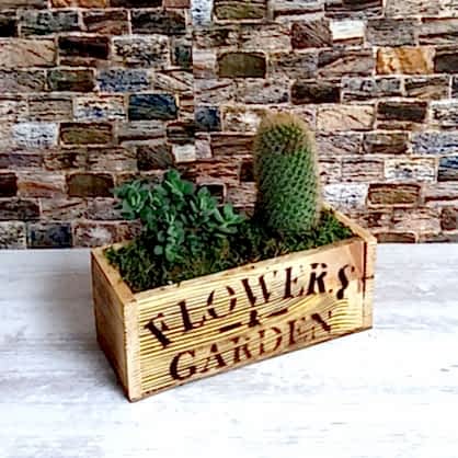 Tahta Kutuda Kaktüst