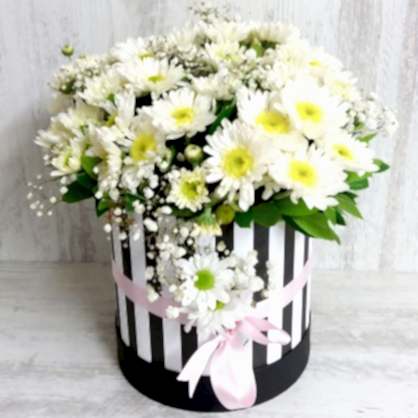 Çizgili Kutuda Papatyalar