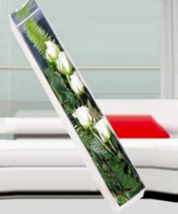 Kutuda Beyaz Güller