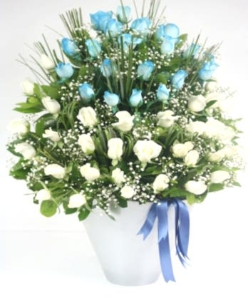 Mavi Beyaz Güller