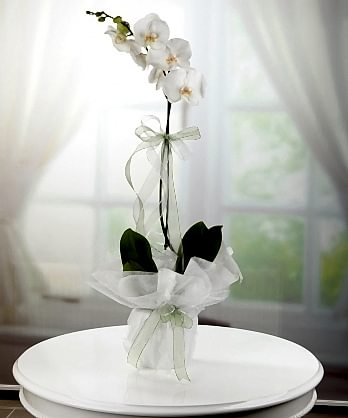 Tek Dallı Beyaz Orkide Tek Dallı Beyaz Orkide