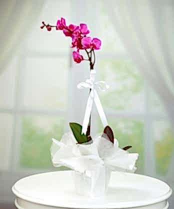 Tek Dallı Mor Orkide