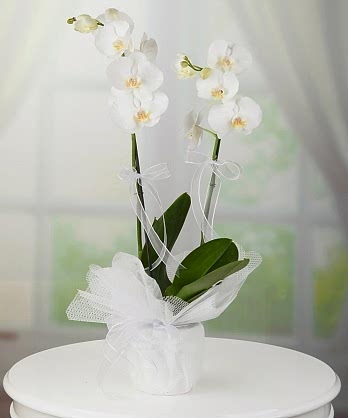 İki Dallı Beyaz Orkide