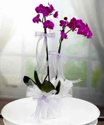 İki Dallı Mor Orkide İki Dallı Mor Orkide