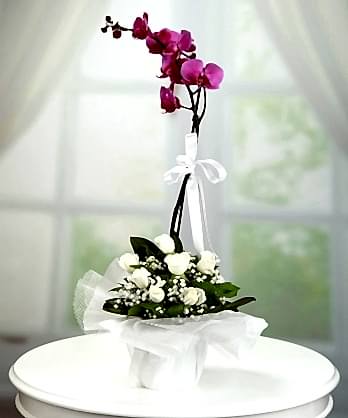 Mor Orkide Beyaz Güller Mor Orkide Beyaz Güller