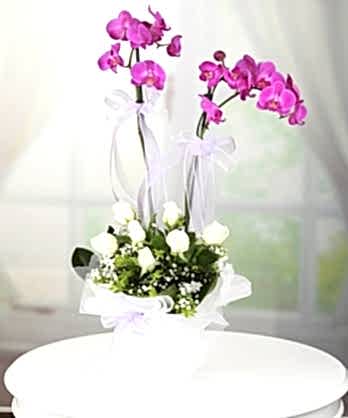 İkili Mor Orkide Beyaz Güller İkili Mor Orkide Beyaz Güller