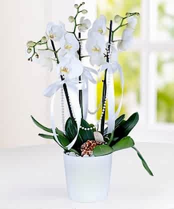 Gönlümün Sultanı