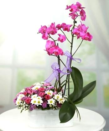 Pembe Orkideler Papatyalar