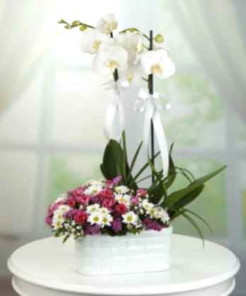 Beyaz Orkideler Papatyalar