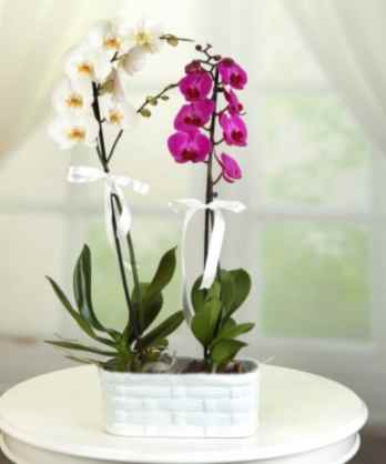 İki Dallı Mor Beyaz Orkideler İki Dallı Mor Beyaz Orkideler