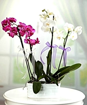 Dört Dallı Mor Beyaz Orkideler