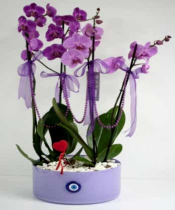 Dört Dallı Lila Orkideler Dört Dallı Lila Orkideler