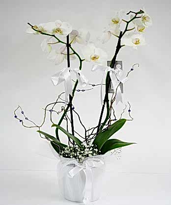 Beyaz Phelenopsis Orkide