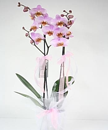 İki Dallı Pembe Orkide