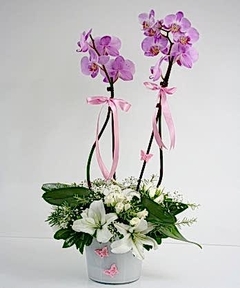 Zarif Orkide Aranjman
