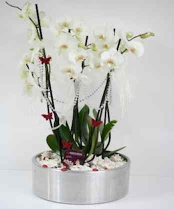 Zarif Dört Dallı Orkideler